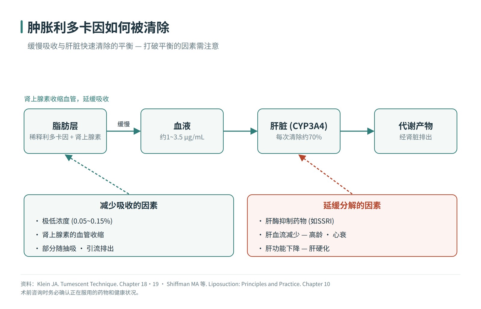 肿胀麻醉利多卡因的吸收与分解流程图——从脂肪层缓慢吸收、由肝脏清除；抑制肝酶的药物、肝血流减少和肝功能下降会延缓分解