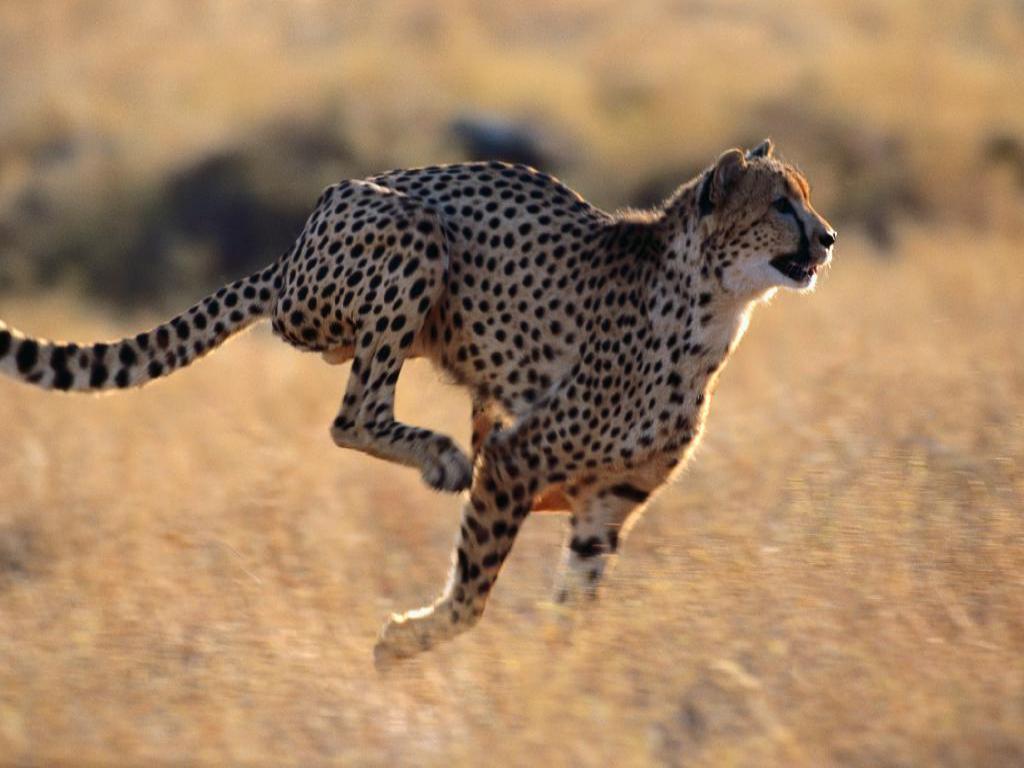 cheatah.jpg 猎豹