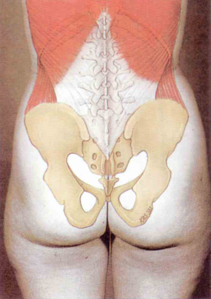 腰臀比
