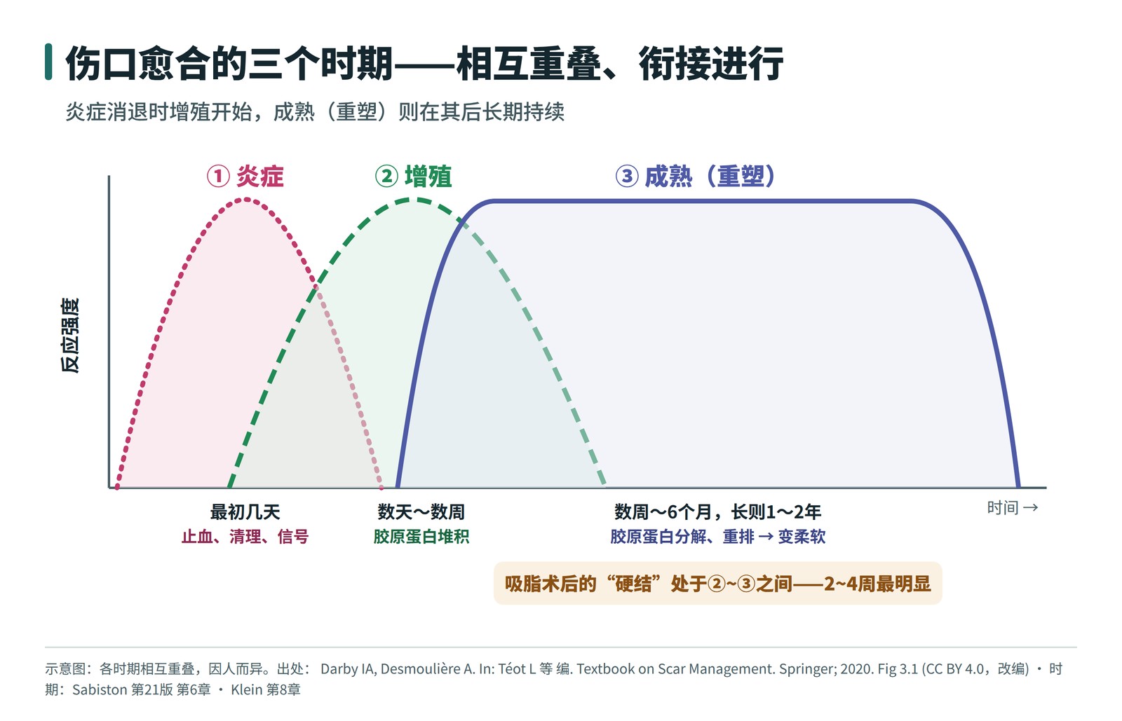 伤口愈合的三个时期——炎症、增殖、成熟相互重叠衔接的示意图