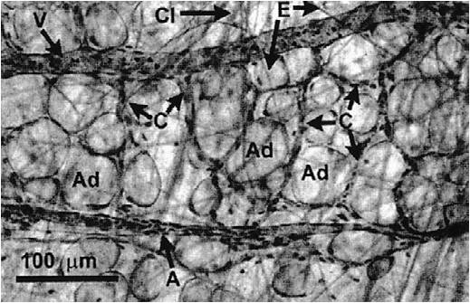 fat_tissue.jpg
